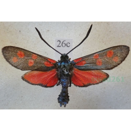 Zygaena filipendulae (Linnaeus, 1758) Kraśnik sześcioplamek Czech26c